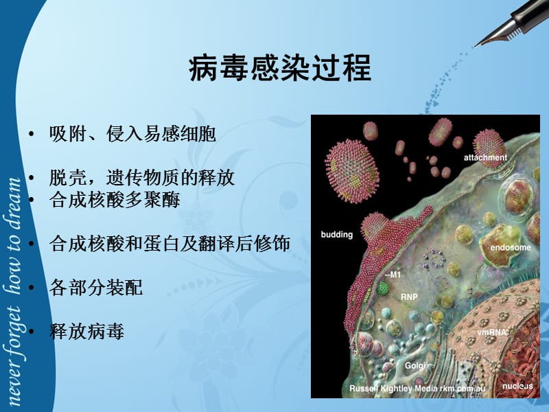 儿科常见病毒及抗病毒药物ppt课件_第3页