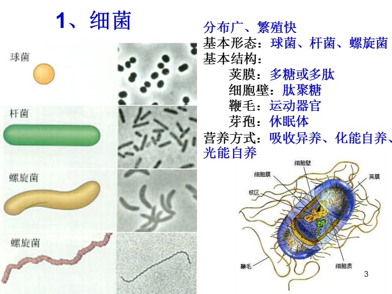 单细胞生物及非细胞病原PPT课件_第3页