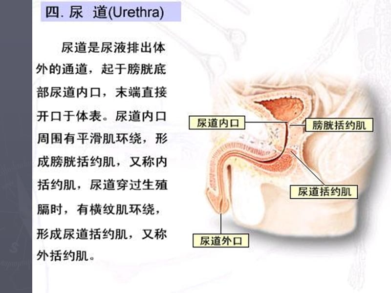 导尿教学PPT课件_第3页