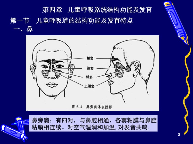 儿童呼吸系统结构功能及发育ppt课件_第3页