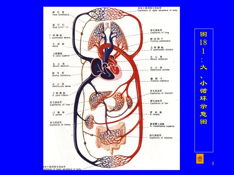 肺和体循环动脉PPT课件_第3页