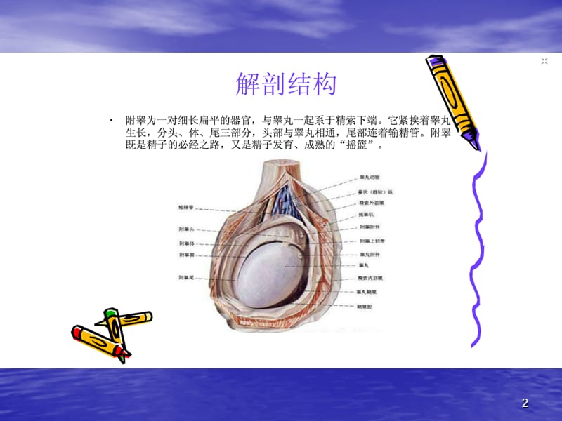 附睾炎的治疗与护理_第2页