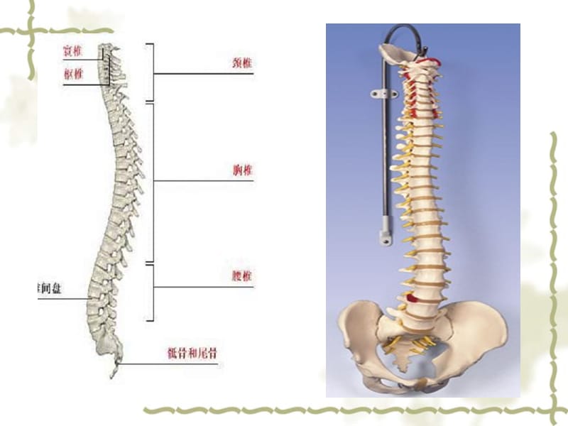 脊椎患者手术护理常规 ppt课件_第3页