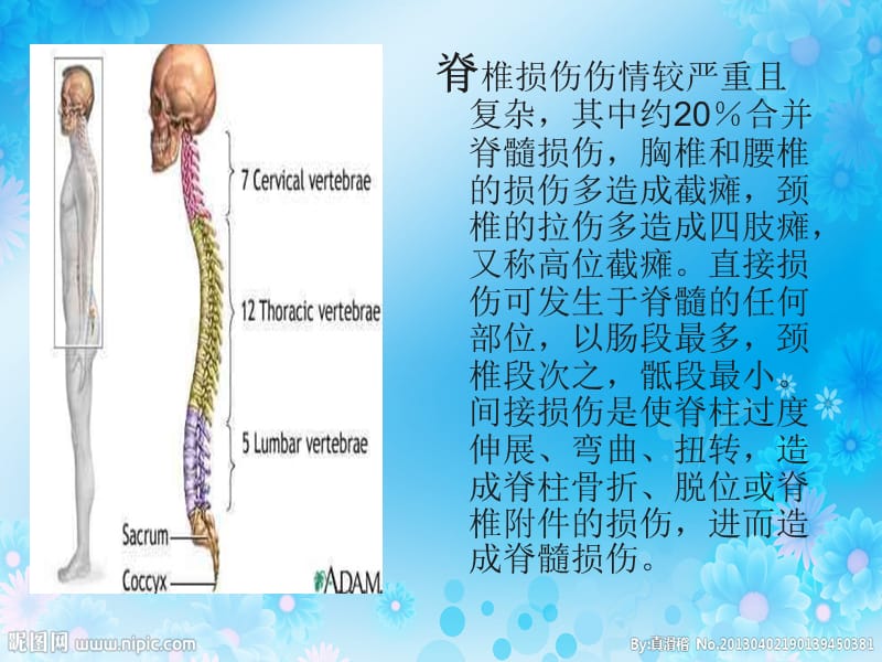 脊柱损伤护理 ppt课件_第2页