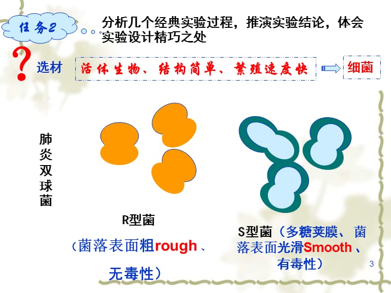 DNA是主要遗传物质ppt课件_第3页