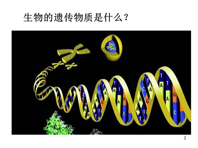 DNA分子结构与复制ppt课件_第2页