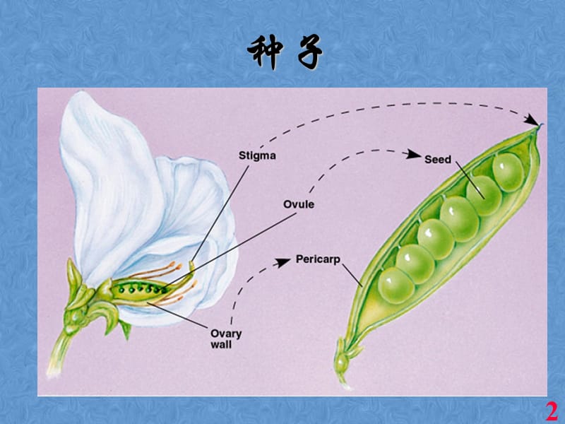 种子植物的繁殖和繁殖器ppt课件_第2页