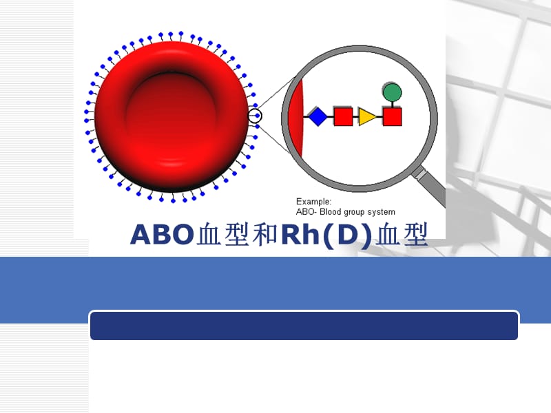 ABO血型及Rh血型ppt课件_第1页