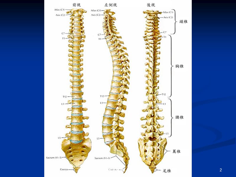 脊椎健康PPT【养生专题】_第2页