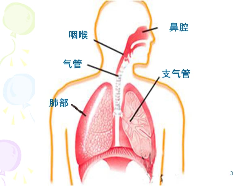 肺和呼吸ppt课件_第3页