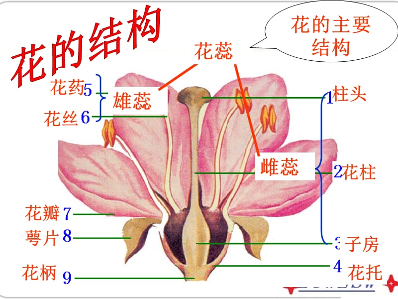 绿色植物的一生ppt课件_第2页