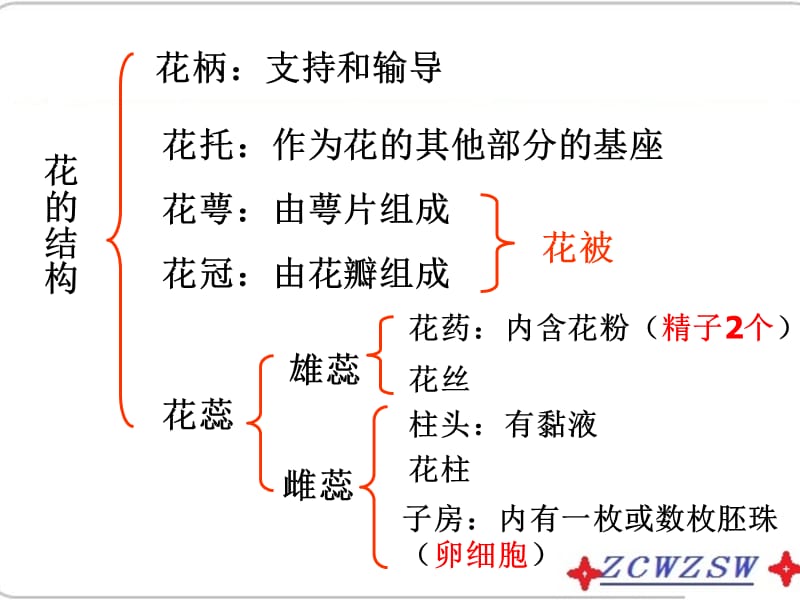 绿色植物的一生ppt课件_第3页