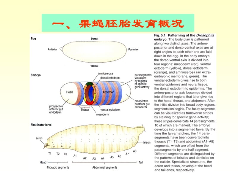 发育生物学4发育的分子基础ppt课件_第2页