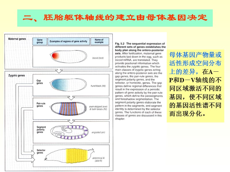 发育生物学4发育的分子基础ppt课件_第3页