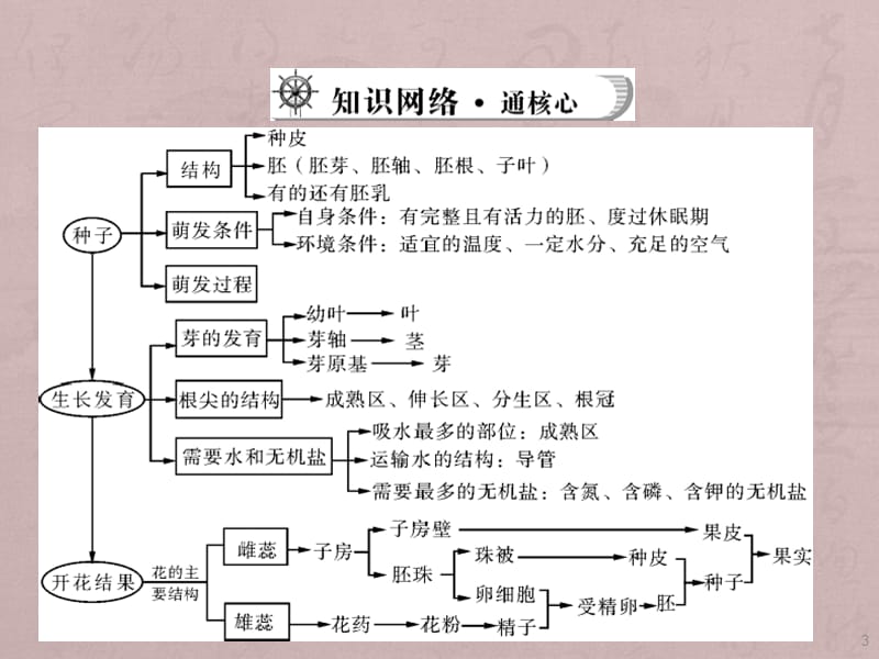 人教版中考复习第三单元生物圈中的绿色植物第一讲被子植物的一生ppt课件_第3页