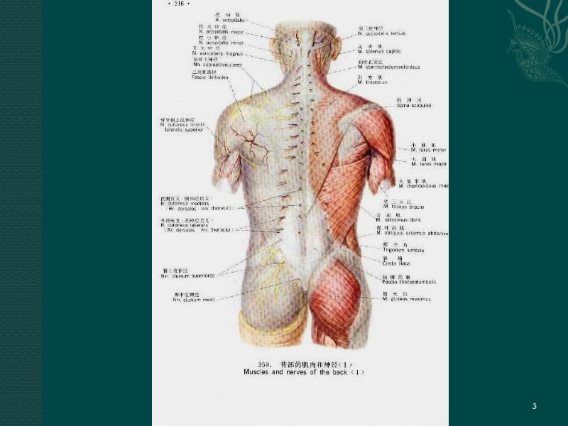 脊柱解剖ppt课件_第3页