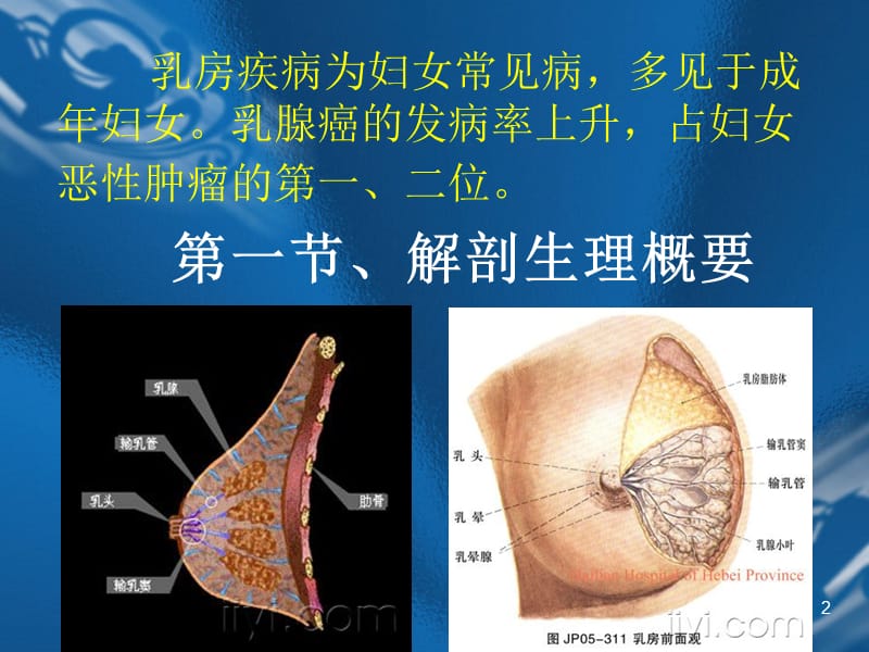 乳腺解剖及常见疾病ppt课件_第2页