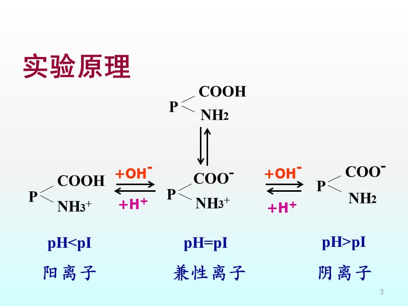 实验二.蛋白质的两性反应与等电点测定ppt课件_第3页