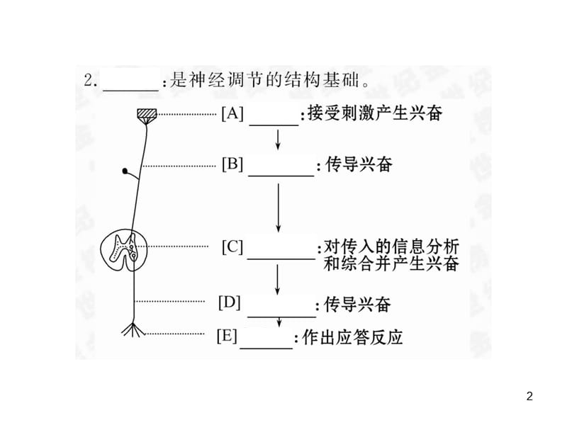 神经调节复习ppt课件_第2页