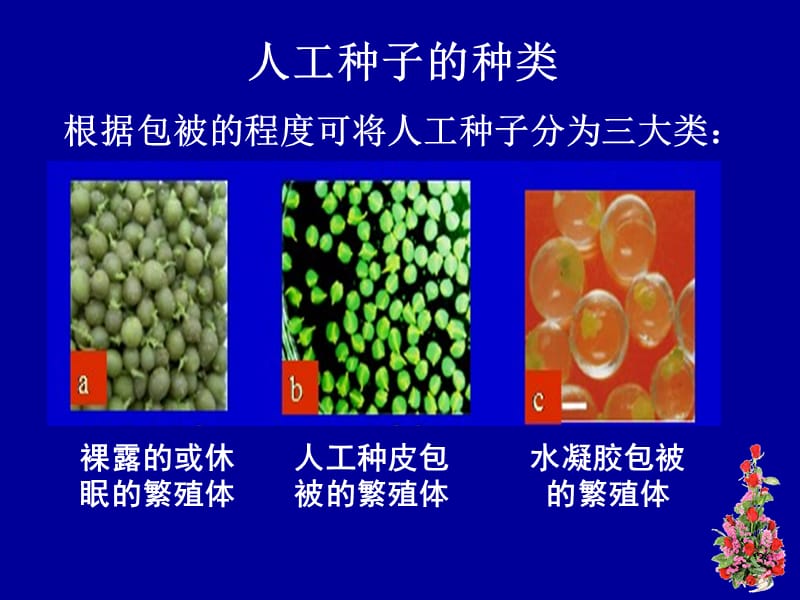 人工种子与植物脱毒详解ppt课件_第3页