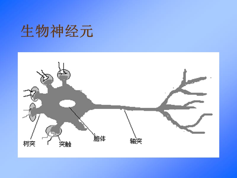 生物神经元详解ppt课件_第1页