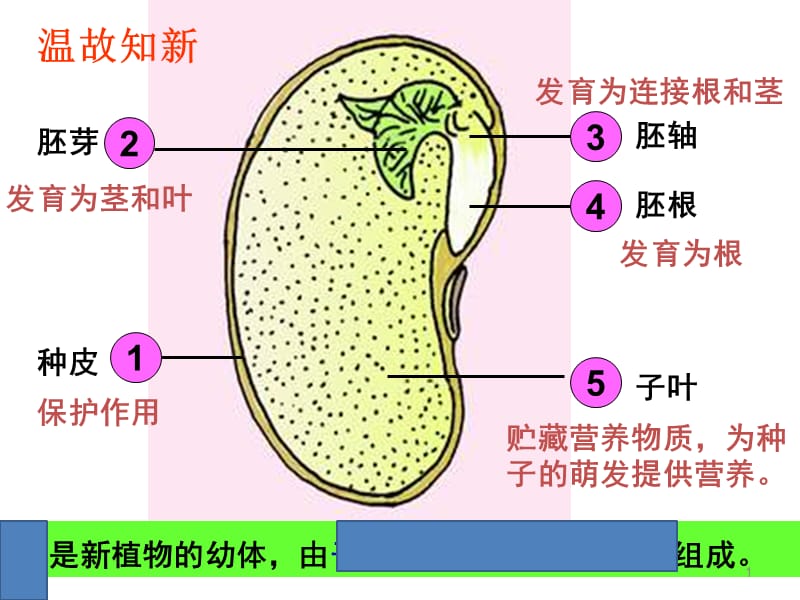 人教版七年级生物上册第三单元第二章第一节种子的萌发ppt课件_第1页