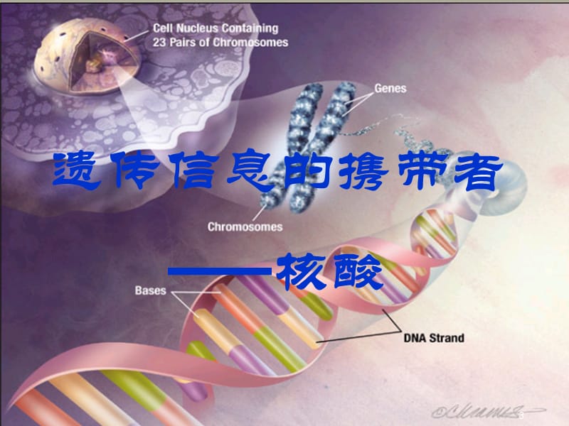 人教版高中生物必修一：2-3遗传信息的携带者核酸ppt课件_第3页