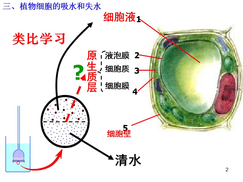 人教版生物必修1：4.1物质跨膜运输的实例ppt课件_第2页