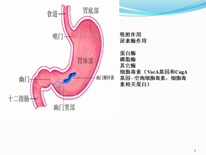 幽门螺杆菌感染ppt课件_第3页