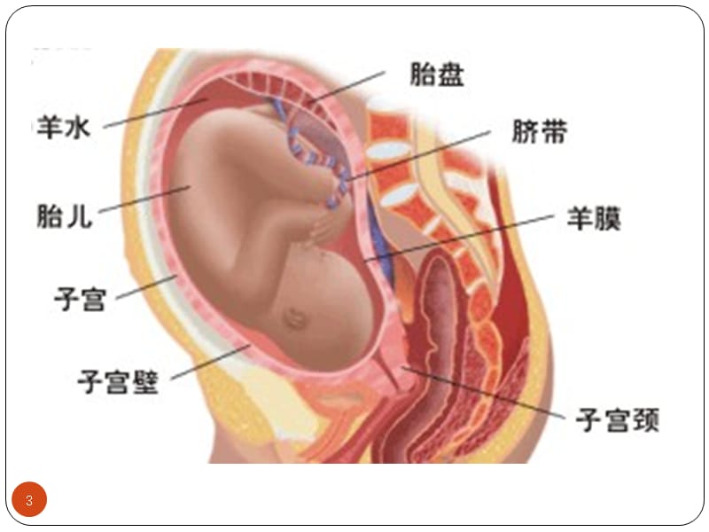 羊膜在眼科的应用ppt课件_第3页