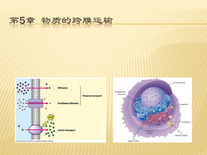 翟中和细胞生物学第5章物质的跨膜运输ppt课件_第1页