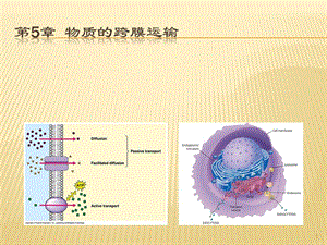 翟中和細(xì)胞生物學(xué)第5章物質(zhì)的跨膜運(yùn)輸ppt課件