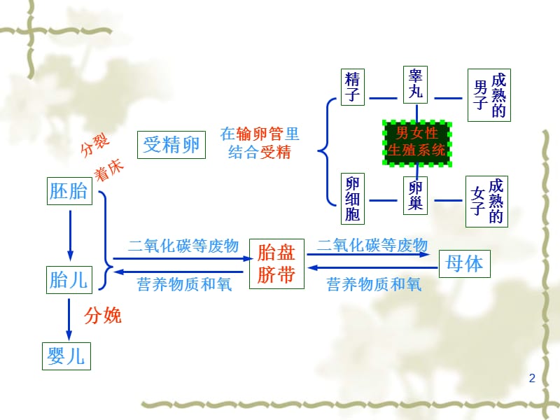 浙教版七年级下册科学第一章代代相传的生命ppt课件_第2页