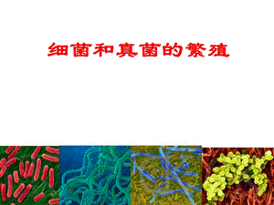 浙教版七年級下冊科學(xué)1.6細菌和真菌的繁殖ppt課件