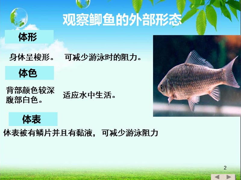 鱼的形态结构ppt课件_第2页