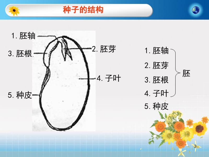 粤教版五年级科学下册种子和幼苗ppt课件_第3页