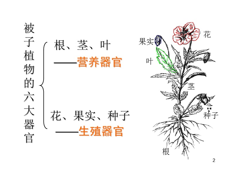 浙教版科学七年级下册1.4植物的一生ppt课件_第2页