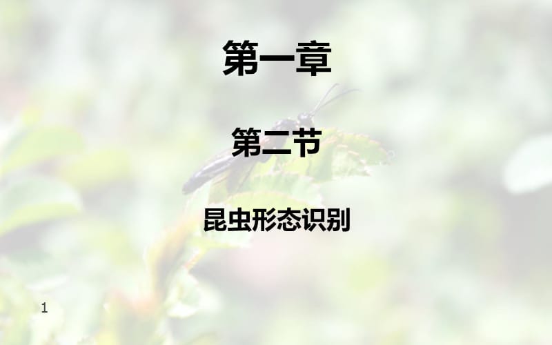 园林植物病虫害防治第一篇第一章第二节昆虫形态识别ppt课件_第1页