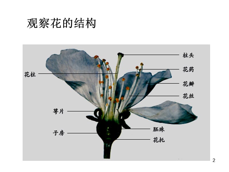 浙教版七年级下科学1.4植物的一生素材ppt课件_第2页