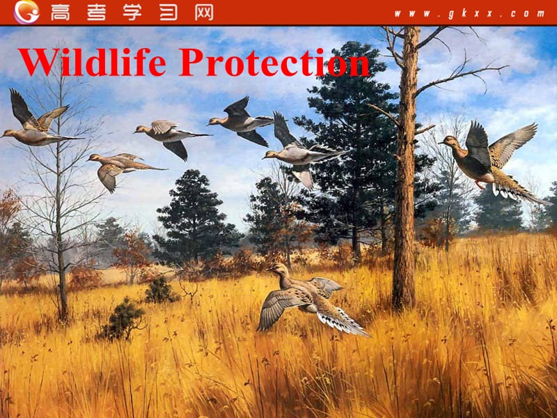 人教版高中英语必修二 Unit 4《WIldlife protection》-Reading[课件]_第1页