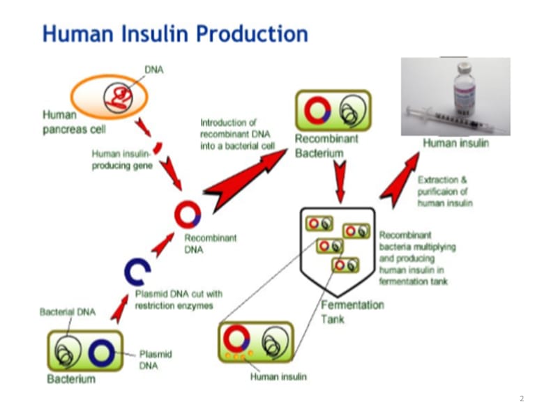转基因技术生产胰岛素ppt课件_第2页