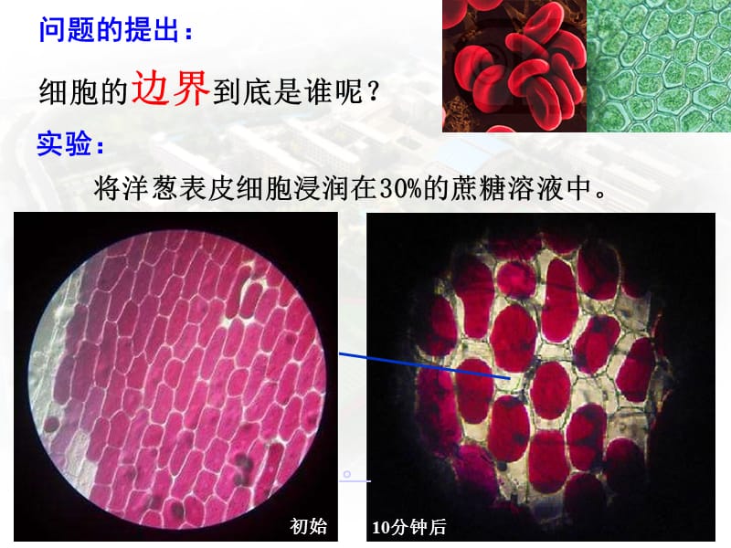 细胞膜和细胞壁ppt课件_第2页