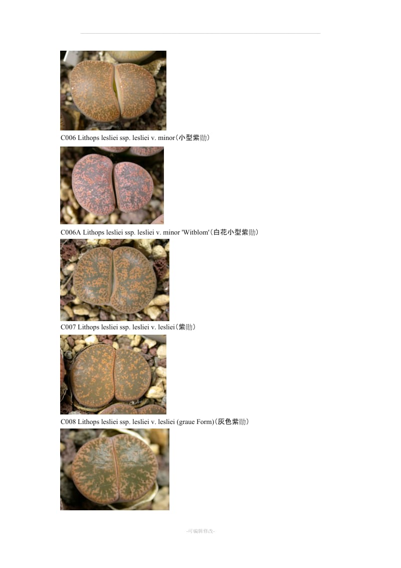 生石花编号图谱.doc_第2页