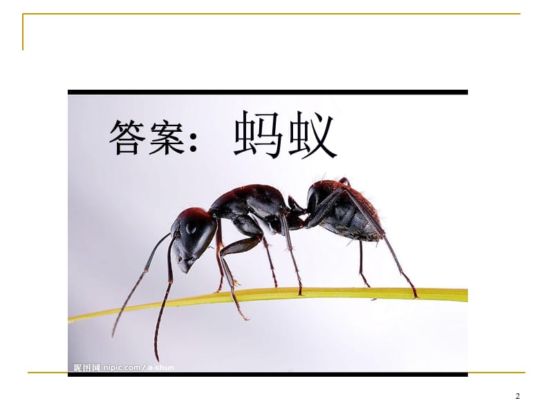 蚂蚁ppt课件_第2页