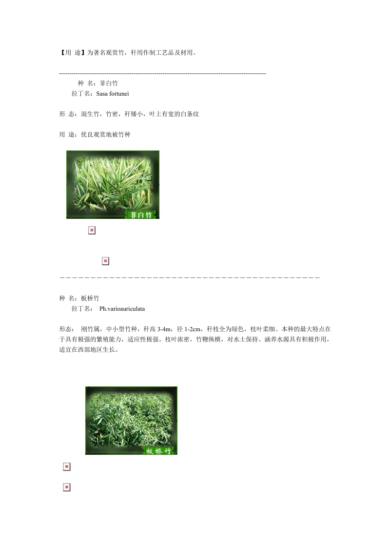 竹子的分类图片介绍.doc_第2页