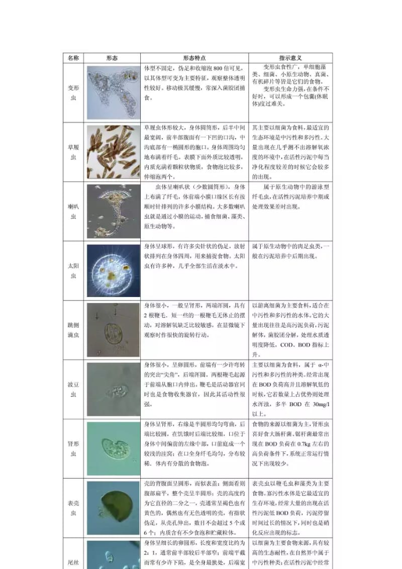 说说活性污泥微生物镜检.doc_第2页