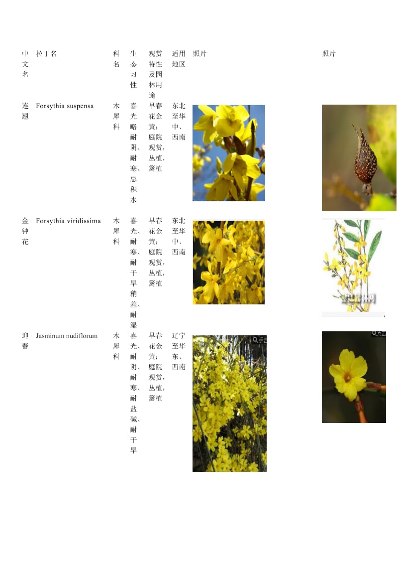 常见植物图片和简介.doc_第1页