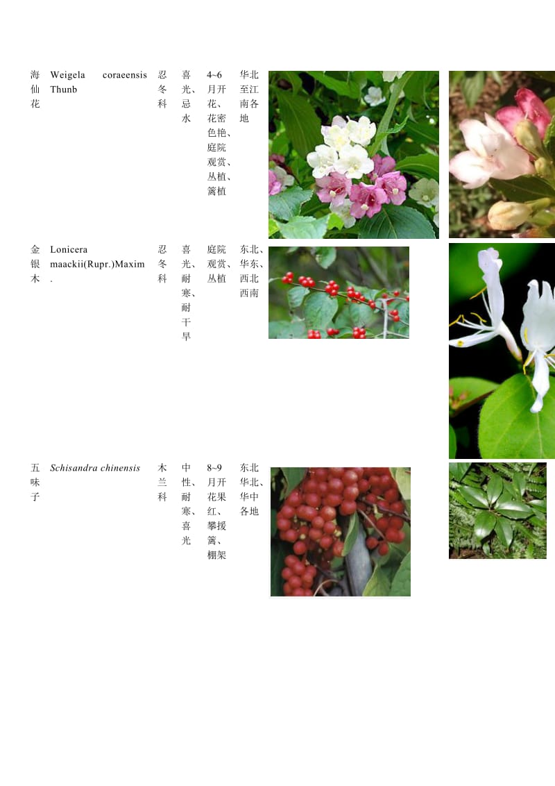 常见植物图片和简介.doc_第3页