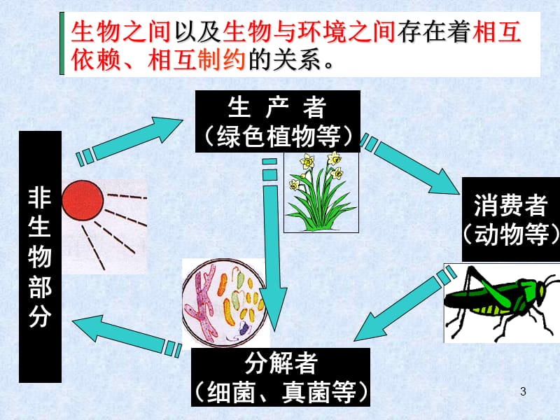 动物中生物圈中的作用ppt课件_第3页