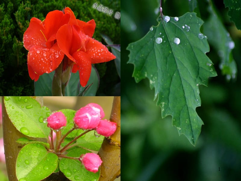 雨后ppt课件_第1页